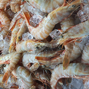 فرآوری آبزیان